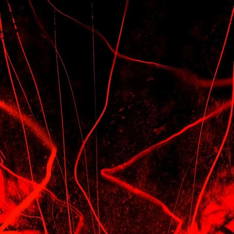 Bones Chap 9 - Trang 255